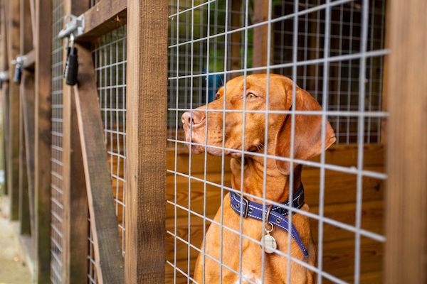 Kennels at Gidleigh Park