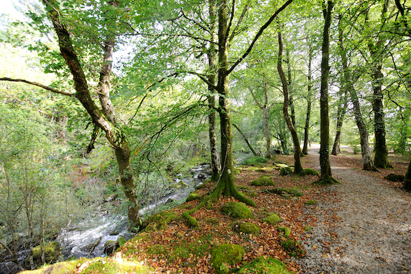 Walking at Gidleigh Park