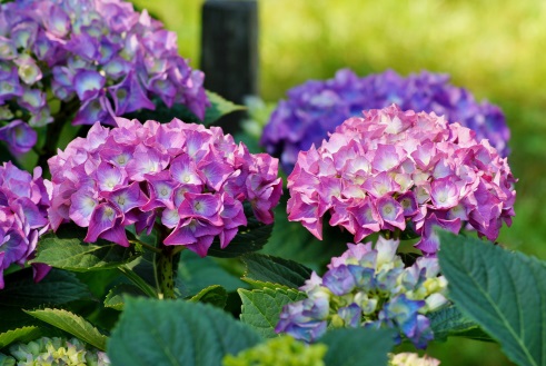 Gardens near Gidleigh Park